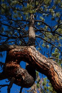 Nature green pine tree photo