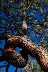 Nature green pine tree