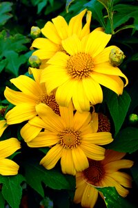 Plant mexican yellow