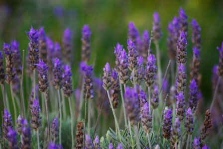 Flower true lavender aromatic photo