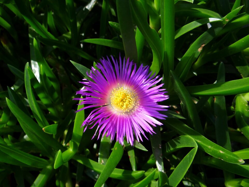 Detail plant flowers