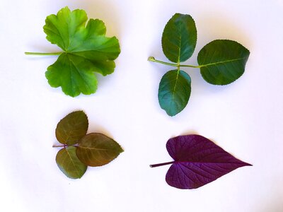 Green leaves foliage macro photo