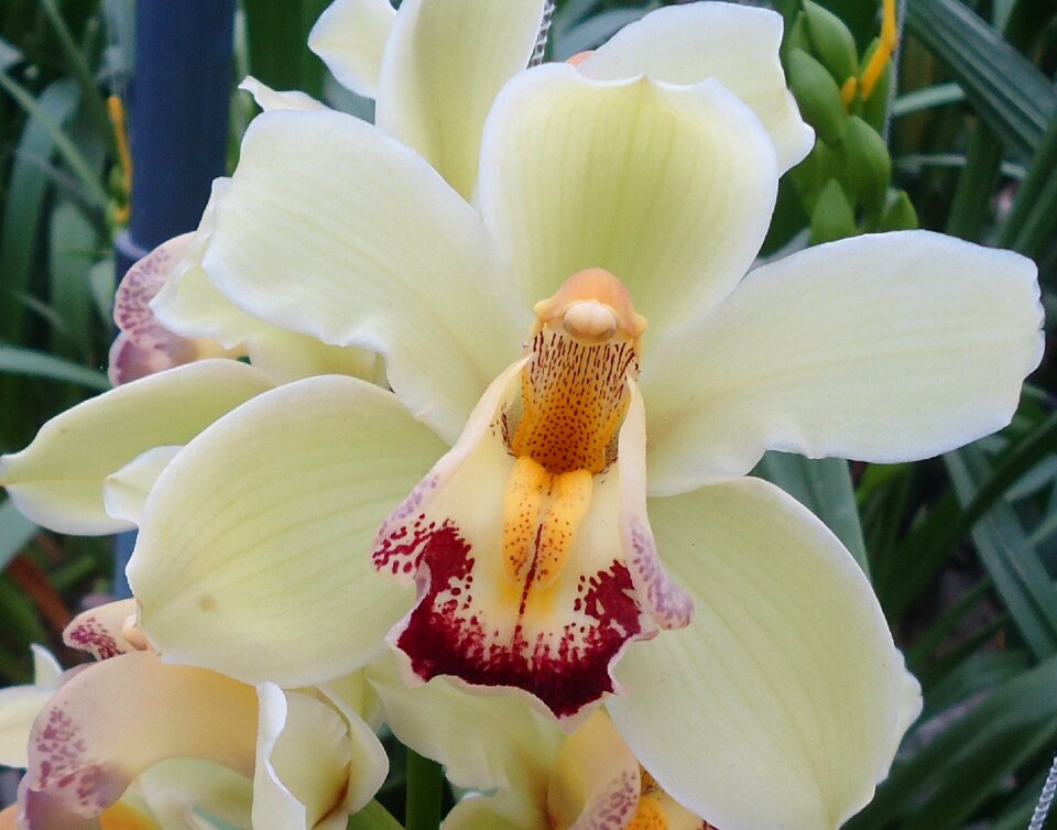 White flower orchid plants