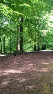 Forest nature summer