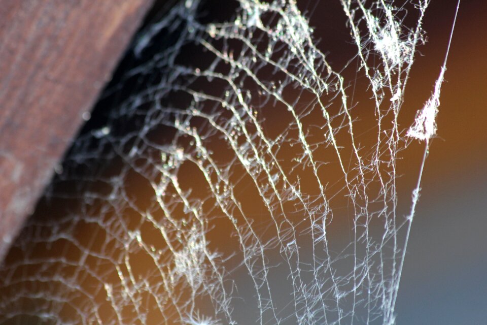 Web network spider