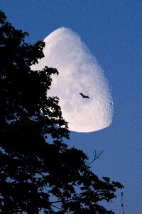 Silhouette moonlight bat photo