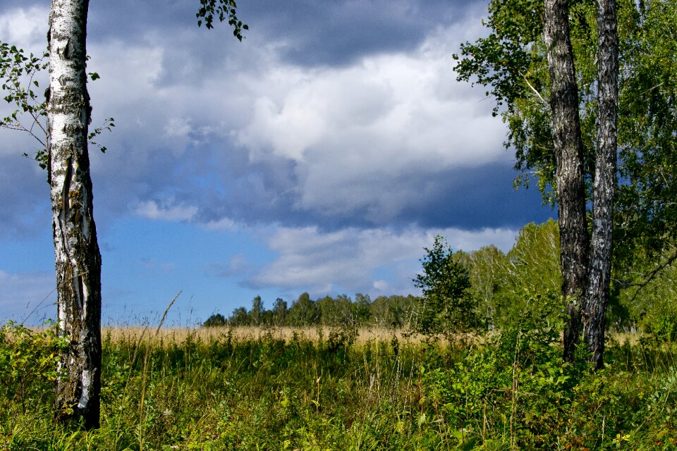 White clouds nature forest
