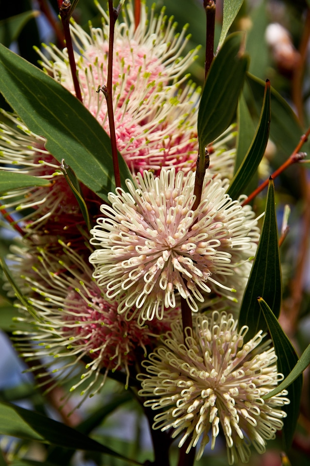 Native spherical pink