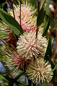 Native spherical pink