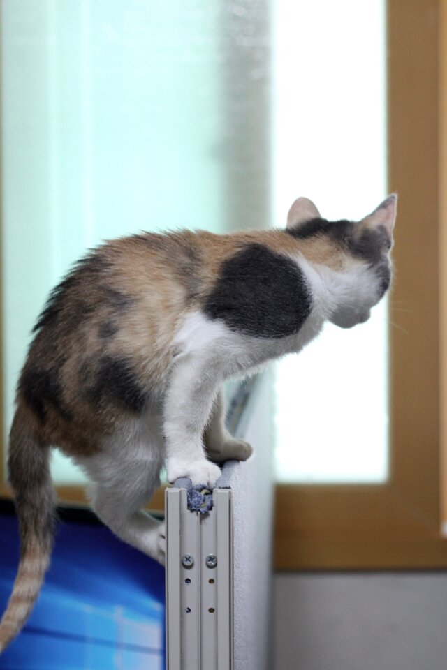 Cat nori just nyan arch
