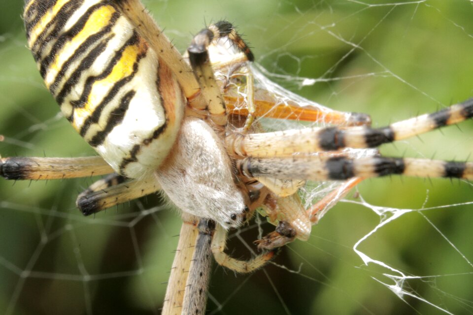 Animal insects insect