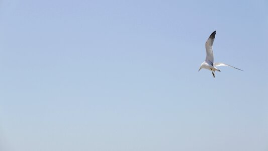 Seagull sea sky photo