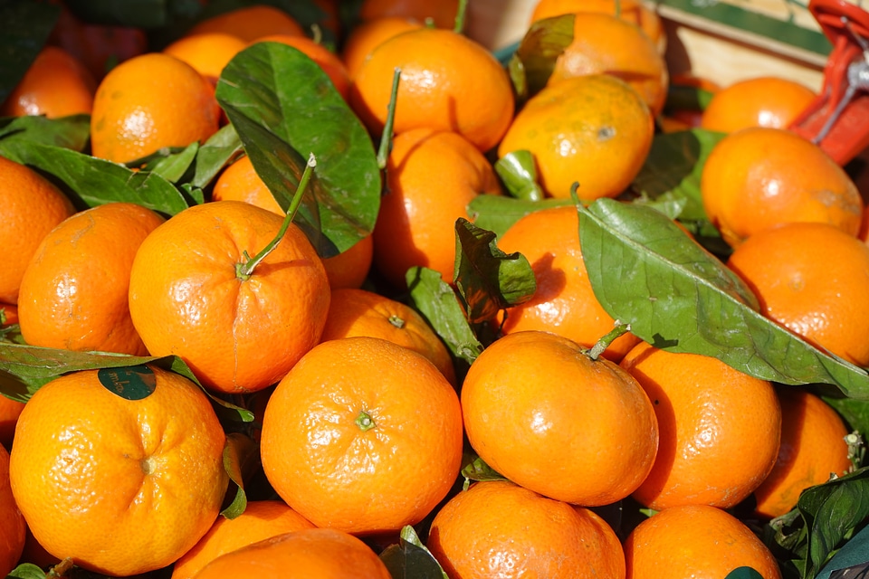 Clementine citrus × aurantium hybrid