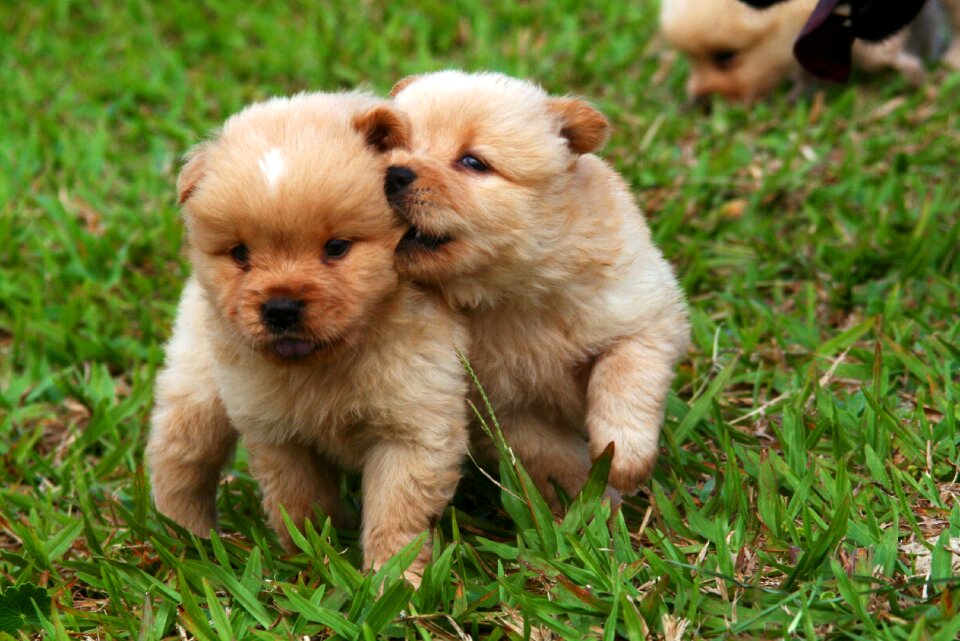 Animals tranquility pets