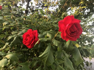 Flowers red random
