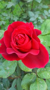Rose red flower