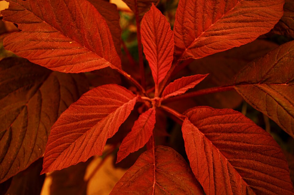 Leaf red Free photos