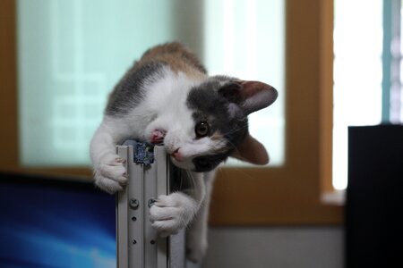 Cat nori just nyan arch