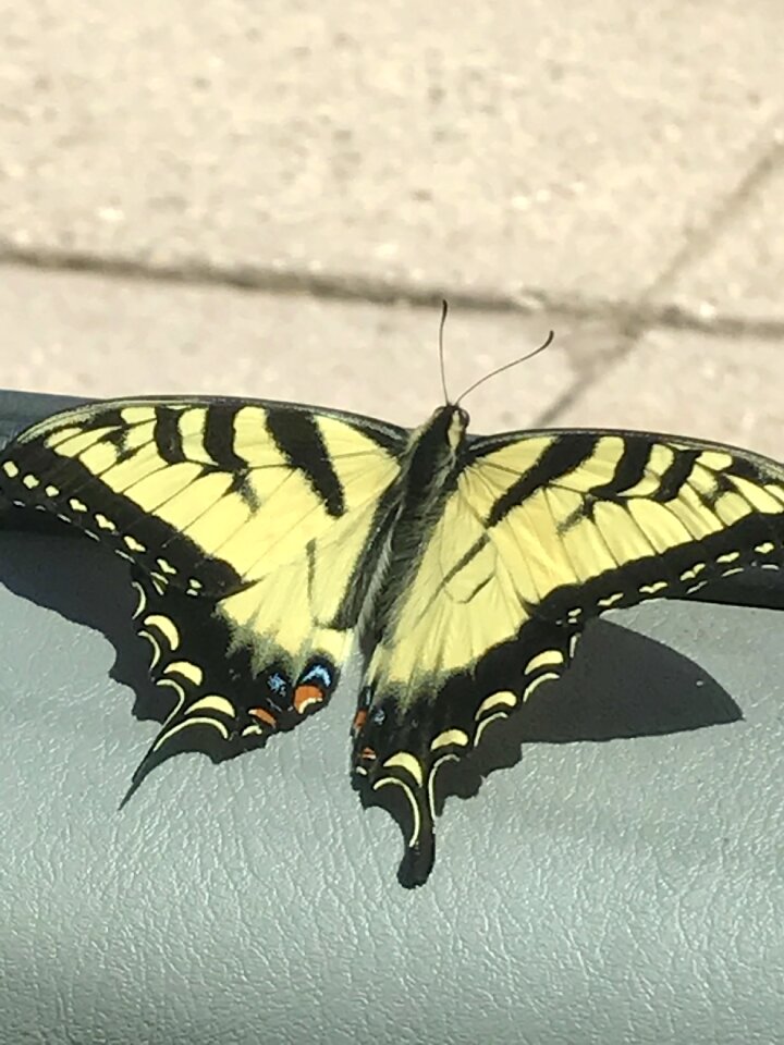 Pattern fly stillness