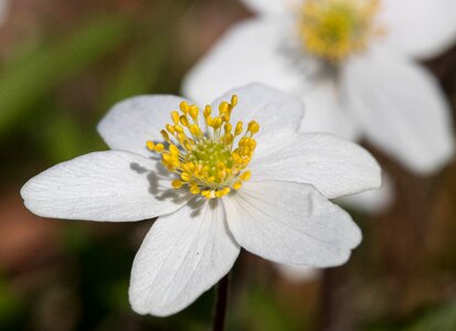 Anemones may 2017 rogaland