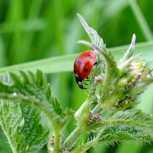 Stinging nettle nature meadow
