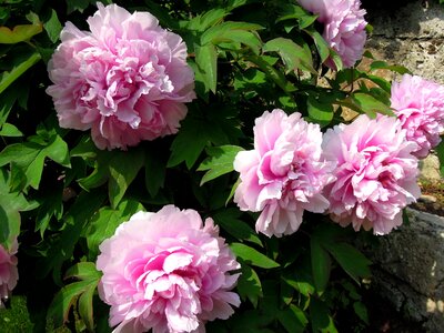Pink flowers spring flowers