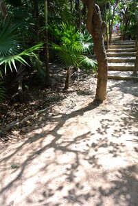 Walkway stairs tropical