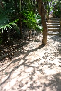 Walkway stairs tropical photo