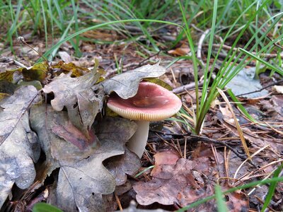 Russula mushroom dry leaves