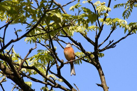 Wild birds little bird bunting photo