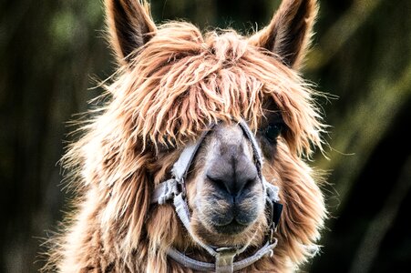 Animal head fluffy photo