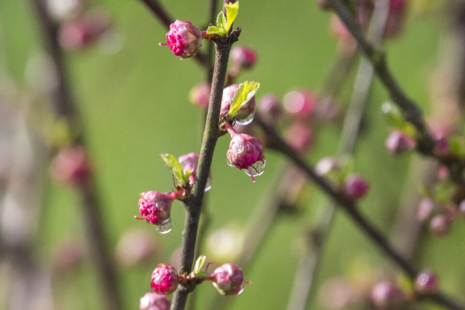 Plant the delicacy almond
