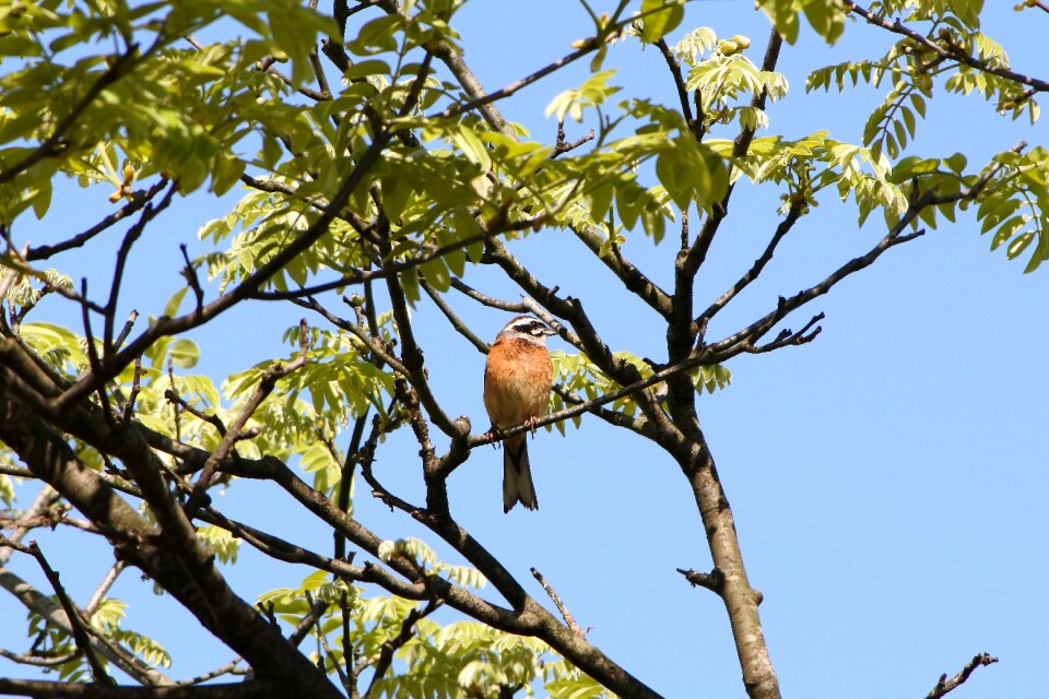 Wild birds little bird bunting