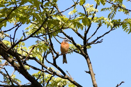 Wild birds little bird bunting photo