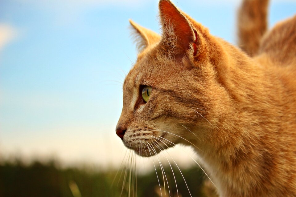 Tiger cat mackerel cat potrait