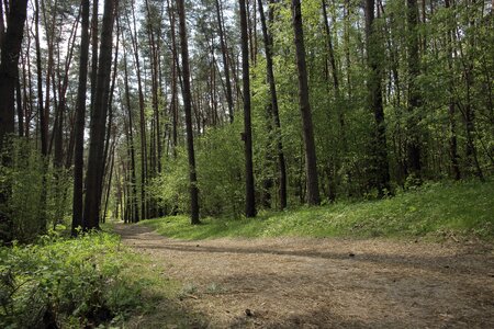 Forest landscape green forest spring forest photo