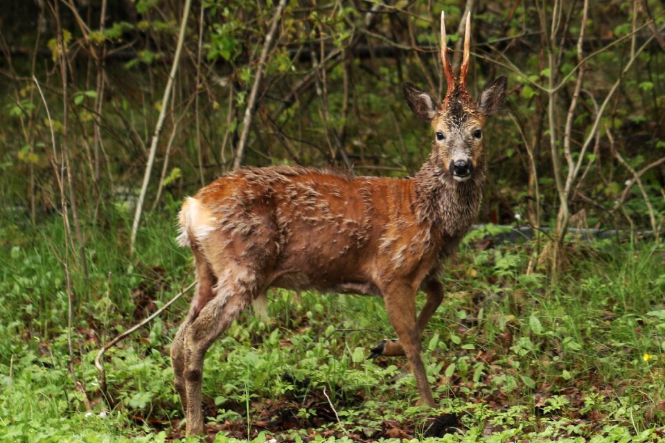Wildlife forest outdoor