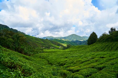 Background the tea plantations tea garden