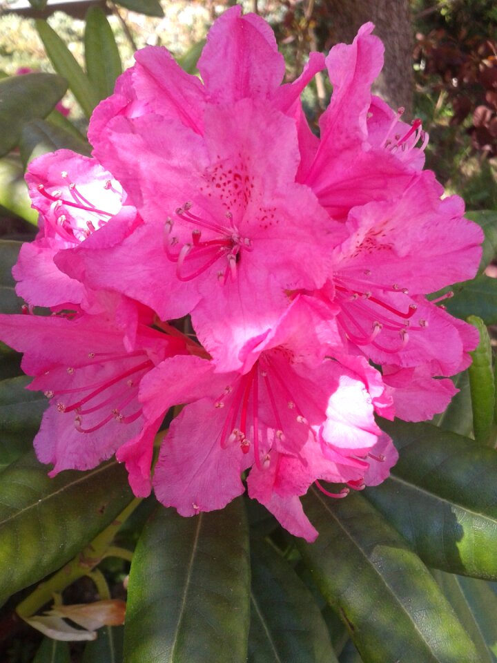 Nature summer pink flower