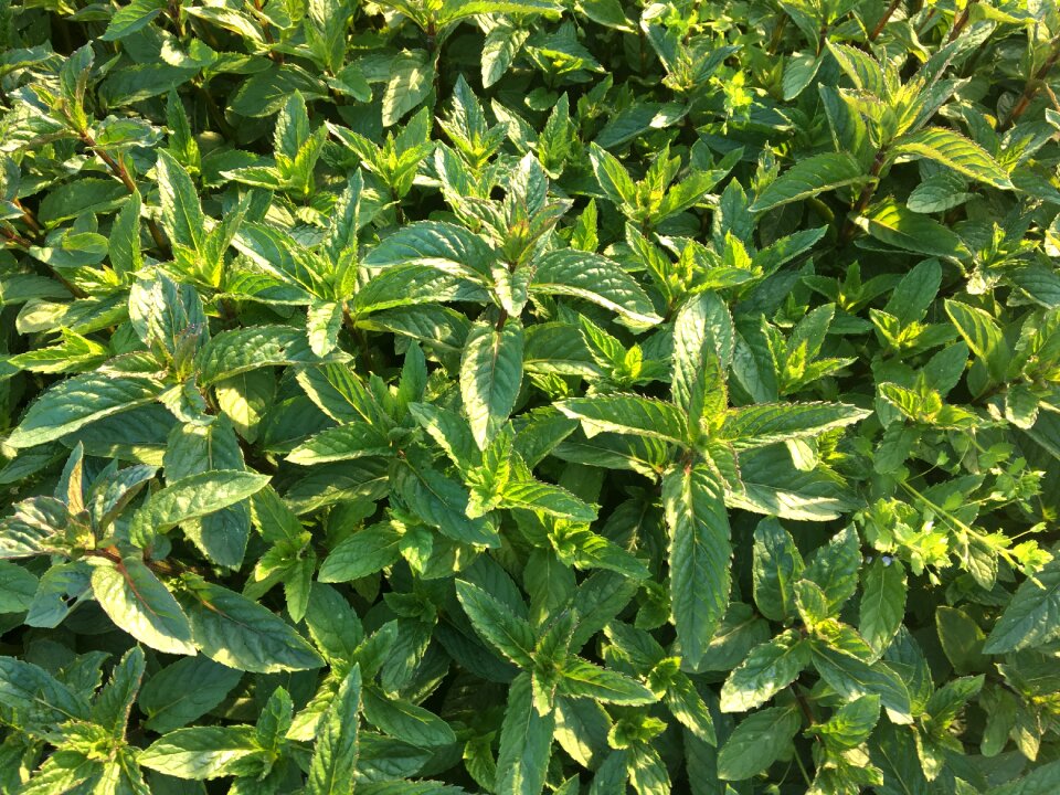 Healthy plant herbs