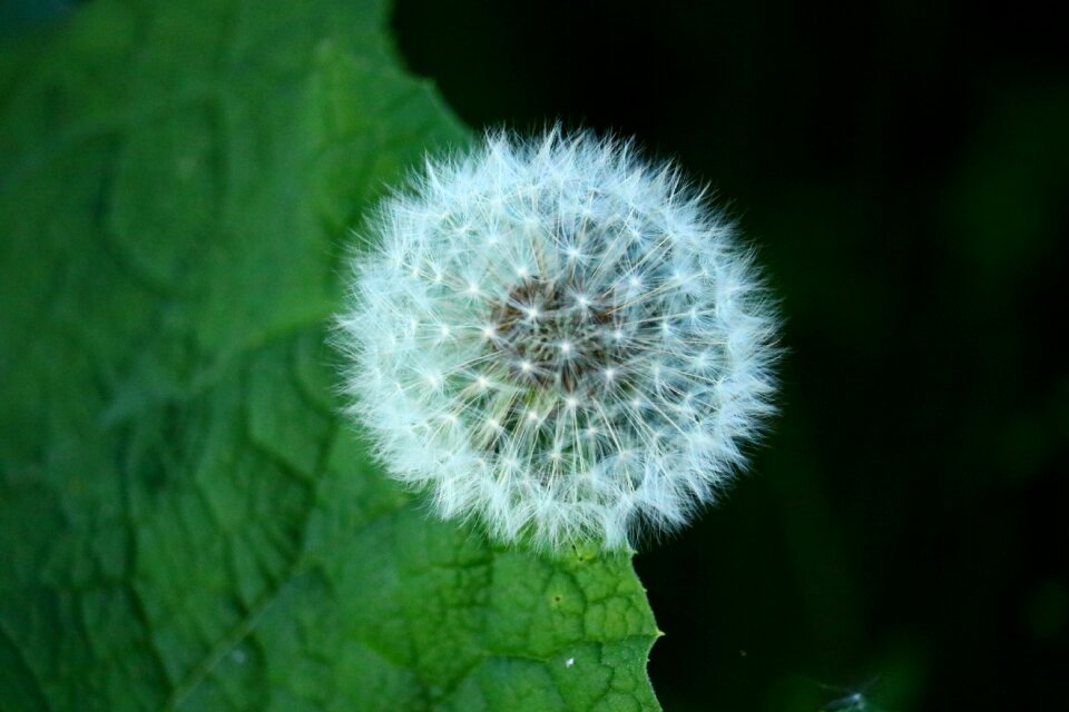 Plant pointed flower macro