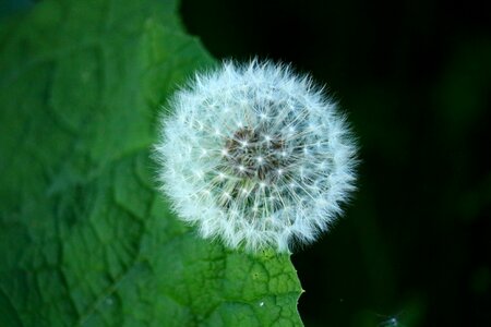 Plant pointed flower macro photo