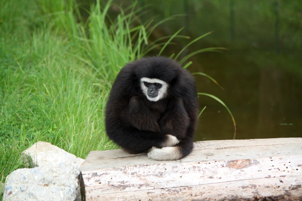 Natural park mammal nature