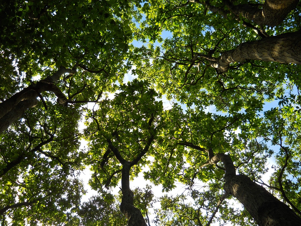 Wild nature green