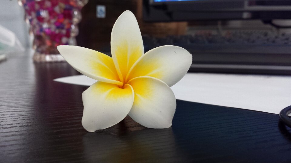 Plumeria white flower rotate photo