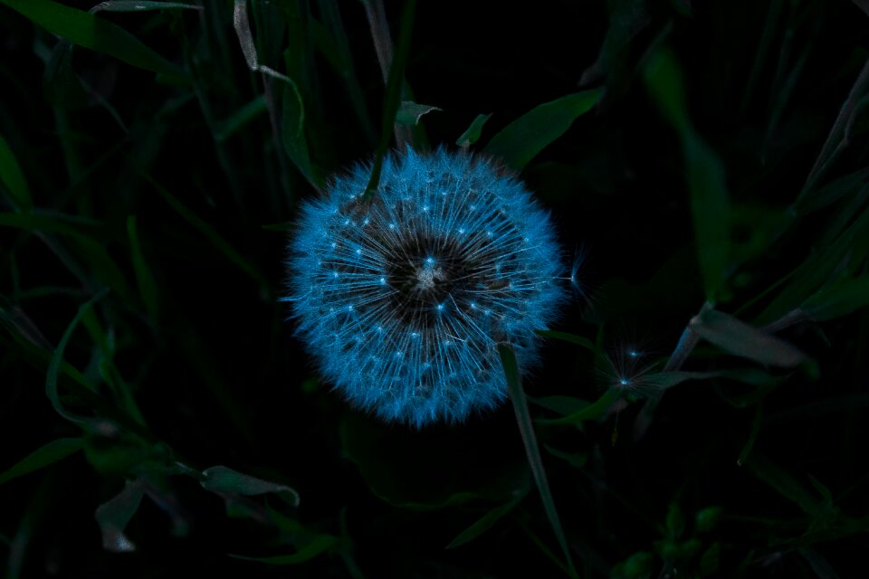 Flower spring macro