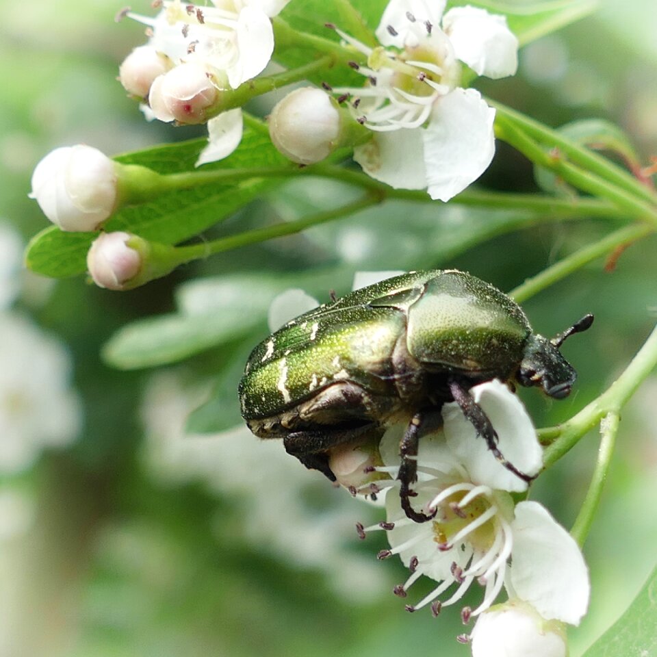 Insect flowers nature