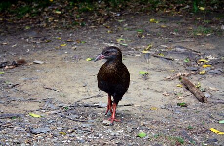 Bird bill profile photo