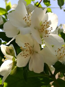 Jasmine flowers nature