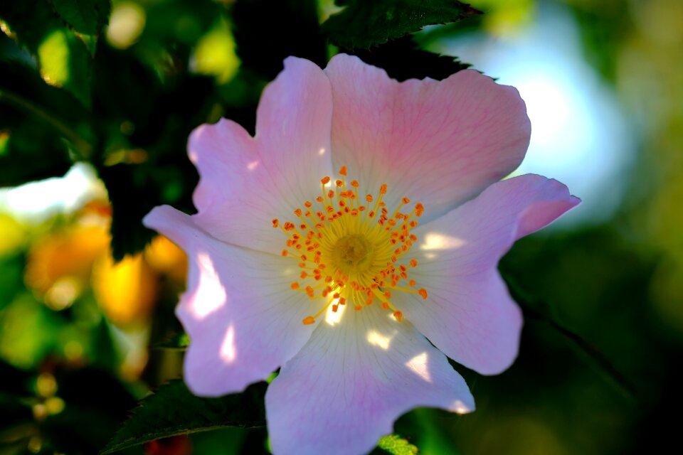 Spring nature flowering shrub